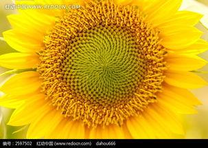 国产黄色向日葵视频,绽放的阳光与希望