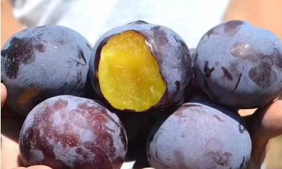 国产黑布林怎么种植视频,视频教程详解