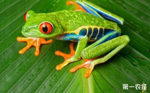 饲养国产树蛙视频,视频揭秘生态养殖技巧