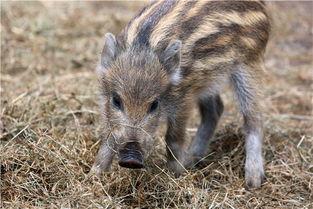 国产小野猪动画视频大全,欢乐童年记忆盘点