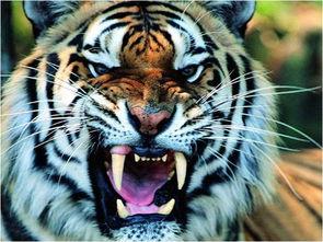 四虎小视频国产精品