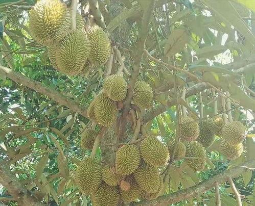 国产榴莲种植热潮视频网,绿色财富的崛起之路